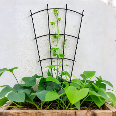 4 Pack 32 Inch Metal Plant Trellis For Pots And Garden Beds, Rock Solid Rustproof Indoor Outdoor Climbing Support For Vines, Flowers And Plants, Fan Shaped Black in use supporting climbing vine in garden bed.