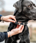 Person adjusting Adjustable Prong Collar With Quick Release ClicLock Buckle And 360 Degree Swivel For Small To Medium Dogs Up To 15 Inch Neck 2.25mm Prongs Stainless Steel Training Collar on black dog's neck