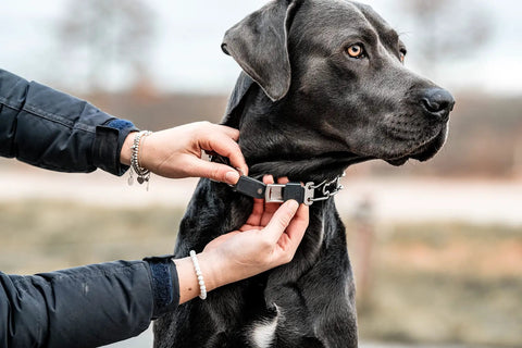 Person adjusting Adjustable Prong Collar With Quick Release ClicLock Buckle And 360 Degree Swivel For Small To Medium Dogs Up To 15 Inch Neck 2.25mm Prongs Stainless Steel Training Collar on black dog's neck