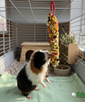 Real Deal Crunchy Nut Treat Sticks Twin Pack Real Nuts And Wholesome Grains Natural Chew Snacks For Rabbits Hamsters Gerbils Mice Rats Super Furry Friends Goodies, guinea pig enjoying treat in cage.