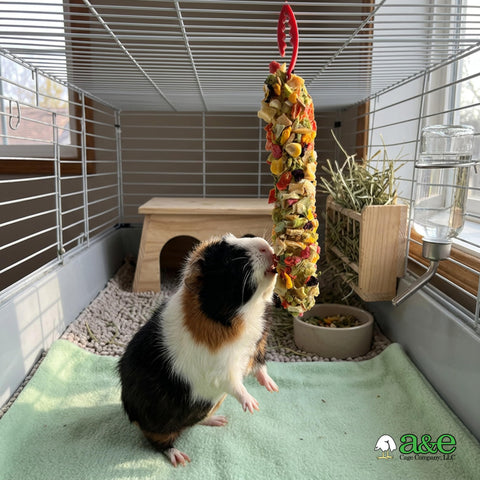 Real Deal Crunchy Nut Treat Sticks Twin Pack Real Nuts And Wholesome Grains Natural Chew Snacks For Rabbits Hamsters Gerbils Mice Rats Super Furry Friends Goodies, guinea pig enjoying treat in cage.