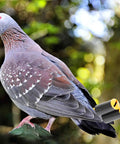 Two Pack Pigeon Training Whistles for Birds, Adjustable Frequency shown with a pigeon outdoors, highlighting lightweight design