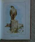 Female peregrine falcon illustration from Classic Falconry From The British Isles Facsimile Edition 1855 Classic With 24 Full Color Plates