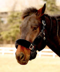 Horse with black fleece halter cover on muzzle, part of Fleece Halter Covers For Horses Set Of 9 Padded Halter Liners To Stop Hair Loss