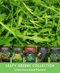 Five Heirloom Leafy Greens Seed Variety Pack For Cool Season Gardens Including Viroflay Spinach, Arugula, Lacinato Kale, Salad Bowl Lettuce, And Rainbow Swiss Chard Non GMO Seeds For Your Home Garden with seed packets displayed