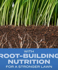 Kickstart Your Dream Yard With This Sun And Shade Grass Seed Mix That Delivers Serious Fertilizer Power To Grow Thick Turf Fast Across Any Spot, showcasing root structure and soil for strong grass growth.