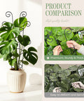 Four Pack 30 Inch Tall Metal Plant Trellis For Climbing Plants Indoor in white pot showing sturdiness and flexibility
