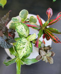 Top view of Six Pack Live Indoor Houseplants In Two Inch Pots With A Rotating Variety Of Pothos, Peperomia, Spider Plant, Croton, Ficus, Syngonium, Begonia And More, Compact Easy Grow Home Decor Gift Set For Pets.