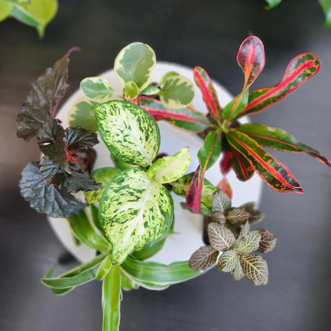 Top view of Six Pack Live Indoor Houseplants In Two Inch Pots With A Rotating Variety Of Pothos, Peperomia, Spider Plant, Croton, Ficus, Syngonium, Begonia And More, Compact Easy Grow Home Decor Gift Set For Pets.