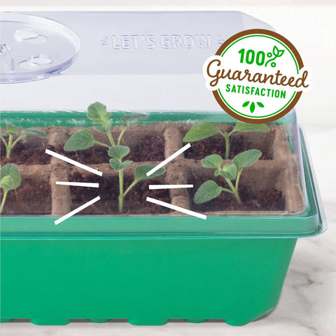 Close-up of seedlings in 10-Cell Greenhouse Germination Kit for Home Gardens With Biodegradable Pots and Vented Lid, Made From 75 Percent Recycled Plastic