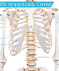 Detailed view of ribcage from Life Size Human Skeleton Model With Nervous System 206 Articulated Bones 70.8 Inch Rolling Stand With Posters