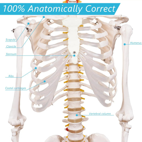 Detailed view of ribcage from Life Size Human Skeleton Model With Nervous System 206 Articulated Bones 70.8 Inch Rolling Stand With Posters