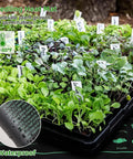 72-cell seed starting trays of All In One Seedling Starter Kit With Grow Lights And Heat Mat, seedlings labeled in a garden setting