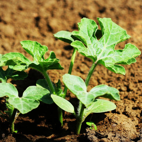 Close-up of young watermelon seedlings in soil from Watermelon Seeds For Heirloom Non GMO Untreated Outdoor Garden Planting Kit 3 Pack Collection To Grow Sweet Juicy Watermelons At Home In Your Backyard This Summer