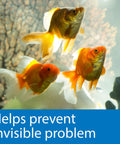Hella Reliable 5In1 Aquarium Test Strips Keep Your Freshwater And Saltwater Tanks Flopping Smooth Checks PH Nitrite Nitrate Hardness 100 Count with goldfish in aquarium.