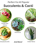 Various succulent and cacti types perfect for Premium Succulent And Cactus Soil Mix For Optimal Drainage And Dry Conditions Growth.
