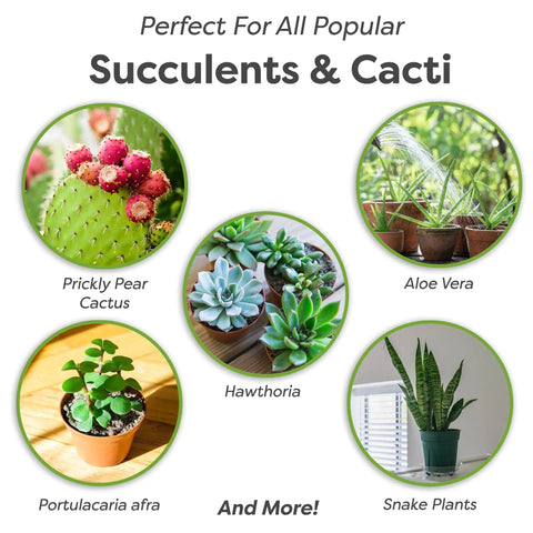 Various succulent and cacti types perfect for Premium Succulent And Cactus Soil Mix For Optimal Drainage And Dry Conditions Growth.
