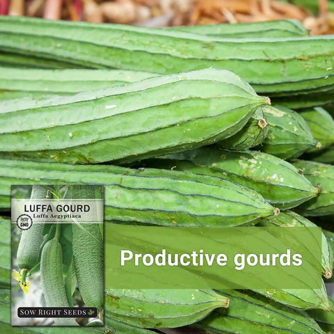 Luffa Gourd Seeds For Planting Non GMO Heirloom Pack Grow Your Own Loofah Sponge At Home Easy To Grow Garden Seed Packet visible