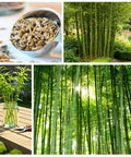 Fast Growing Bamboo Seeds For Privacy Screen And Windbreak, Giant 420 Black Bamboo With Striking Dark Stems in garden settings