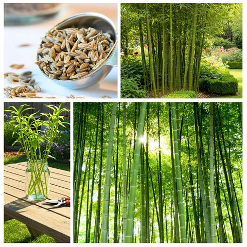 Fast Growing Bamboo Seeds For Privacy Screen And Windbreak, Giant 420 Black Bamboo With Striking Dark Stems in garden settings
