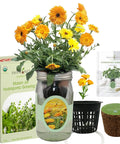Hydroponic Calendula Growing Kit In A Self Watering Mason Jar Garden, Indoor No Fuss Starter For Calendula From Organic Seeds, Includes Net Pot With Wick And Preseeded Grow Plug. Mason jar with blooming calendula, net pot, plug, and box