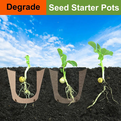 Seedlings growing in Bulk 130 Pack Organic Peat Pots 3 Inch Top Opening Plant Starter Pots With Drainage Holes.