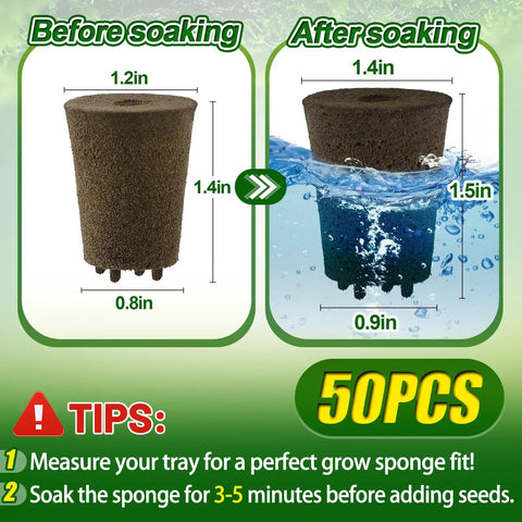 50 Pcs Rooting Sponges And Starter Plugs For Seedlings Or Cuttings showing size change before and after soaking