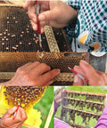 Beekeeping Grafting Tools Kit 10 Pack Retractable Needles for Beehive Queen Larva Rearing in action on hive frames.