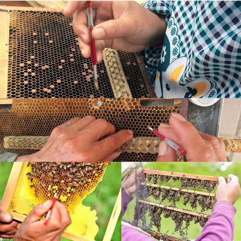 Beekeeping Grafting Tools Kit 10 Pack Retractable Needles for Beehive Queen Larva Rearing in action on hive frames.