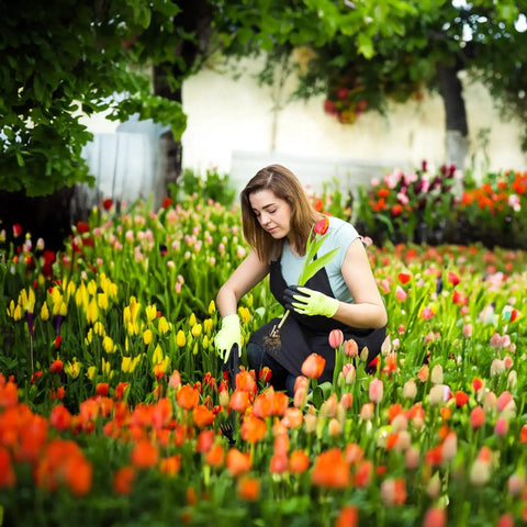 Gardener using Uprooting Weeding Tool With Four Teeth in flower garden