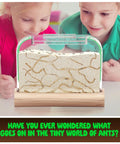 Children exploring Ant Farm Kit For Kids And Curious Learners Complete Colony Setup With Sand Habitat And Living Ants Voucher Included.
