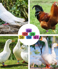 Super Handy Eighty Pack Of Eight Millimeter Numbered Leg Bands In Eight Vibrant Colors on birds and standalone bands