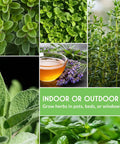 Ten Culinary Herb Seeds Pack For Indoor Kitchen Garden Featuring Basil Cilantro Lavender Dill Parsley Oregano Thyme Sage Chives Marjoram with plant images