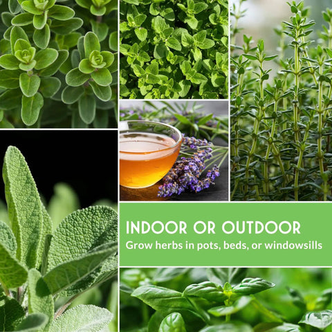 Ten Culinary Herb Seeds Pack For Indoor Kitchen Garden Featuring Basil Cilantro Lavender Dill Parsley Oregano Thyme Sage Chives Marjoram with plant images