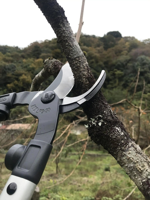 24.5 Inch Orchard Lopper With Long Reach Sharp High Carbon Blades trimming tree branch outdoors