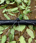 200 Pack Adjustable Drippers For Micro Irrigation attached to black tubing watering plants with 8-jet spray pattern.