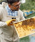 Beekeeper inspecting 20 Pcs Beehive Waxed Coated Foundation Sheets For Bee Frames Portable Plastic Beekeeping Honeycomb Sheets Beeswax Coated
