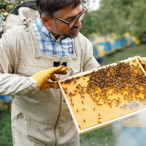 Beekeeper inspecting 20 Pcs Beehive Waxed Coated Foundation Sheets For Bee Frames Portable Plastic Beekeeping Honeycomb Sheets Beeswax Coated