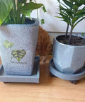 11 Inch Heavy Duty Plant Caddie With Wheels Rolling Planter Stand And Wheeled Pot Trolley holding potted plants indoors