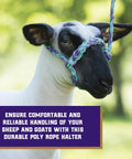 Braided Poly Rope Livestock Halter For Sheep And Goats 4 Ft Adjustable Comfort Fit on sheep in pastoral setting