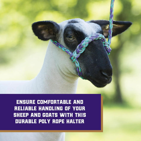 Braided Poly Rope Livestock Halter For Sheep And Goats 4 Ft Adjustable Comfort Fit on sheep in pastoral setting