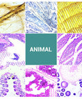 Collection of animal tissue specimens on 100 Prepared Microscope Slides With Specimens For Kids And Adults Kid Friendly And Perfect For Students and Homeschool Science Projects Plants Animals Insects High Quality Optical Glass.