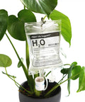 Automatic Indoor Plant Watering System That Keeps Your Houseplants Alive While You Vacation No Fuss Low Maintenance Hands Off Watering Perfect Gift For Garden Lovers And Home Decor Enthusiasts showing IV bag setup in plant