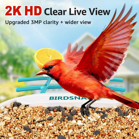 2K HD Bird Feeder Camera with solar power, showing a red bird landing on seed, emphasizing live view clarity and AI detection.