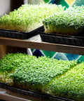 Seed Starter Kit With Dome Trays 21 Cell Plug Trays And 1020 Flat Trays No Holes Includes 100 Plant Tags for seedlings indoors