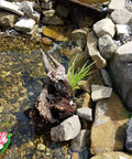 Natural pond setting with rocks, water plants, and flowing water, showcasing an ideal environment for using the 5 Inch Round Water Garden Plant Basket Set 3 Pack For Pond Plants.