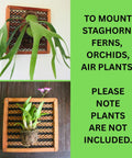 Set Of 2 Staghorn Fern Mounting Blocks 12 Inch Square Teak Wood Mounting Kit With Plastic Root Mesh And Hardware For Orchids And Air Plants Perfect For Easy Mounting And Display, mounted staghorn fern and orchid display