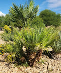 Mediterranean Fan Palm Seeds Pack 10 Easy Grow Seeds for Home Garden or Balcony Beginner Friendly No Fuss Low Maintenance Drought Tolerant European Palm Chamaerops Humilis Great for Sharing At Home, fan palm in rocky garden