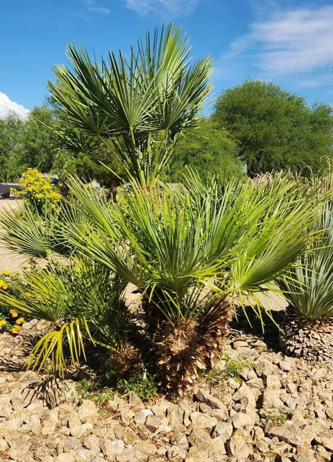 Mediterranean Fan Palm Seeds Pack 10 Easy Grow Seeds for Home Garden or Balcony Beginner Friendly No Fuss Low Maintenance Drought Tolerant European Palm Chamaerops Humilis Great for Sharing At Home, fan palm in rocky garden