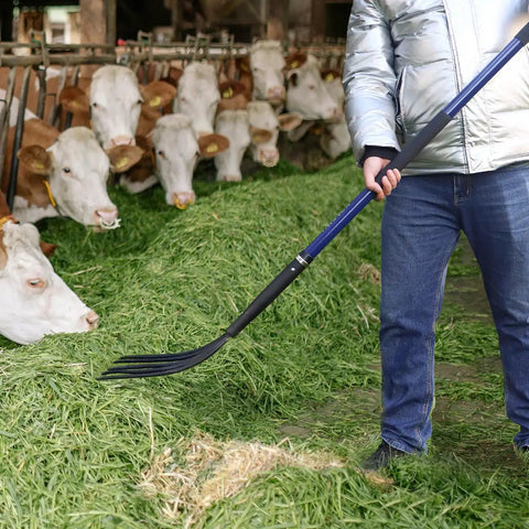 Five-Tine Pitchfork For Gardening 57-Inch Heavy Duty Garden Fork With Fiberglass Handle used to spread hay in a barn.